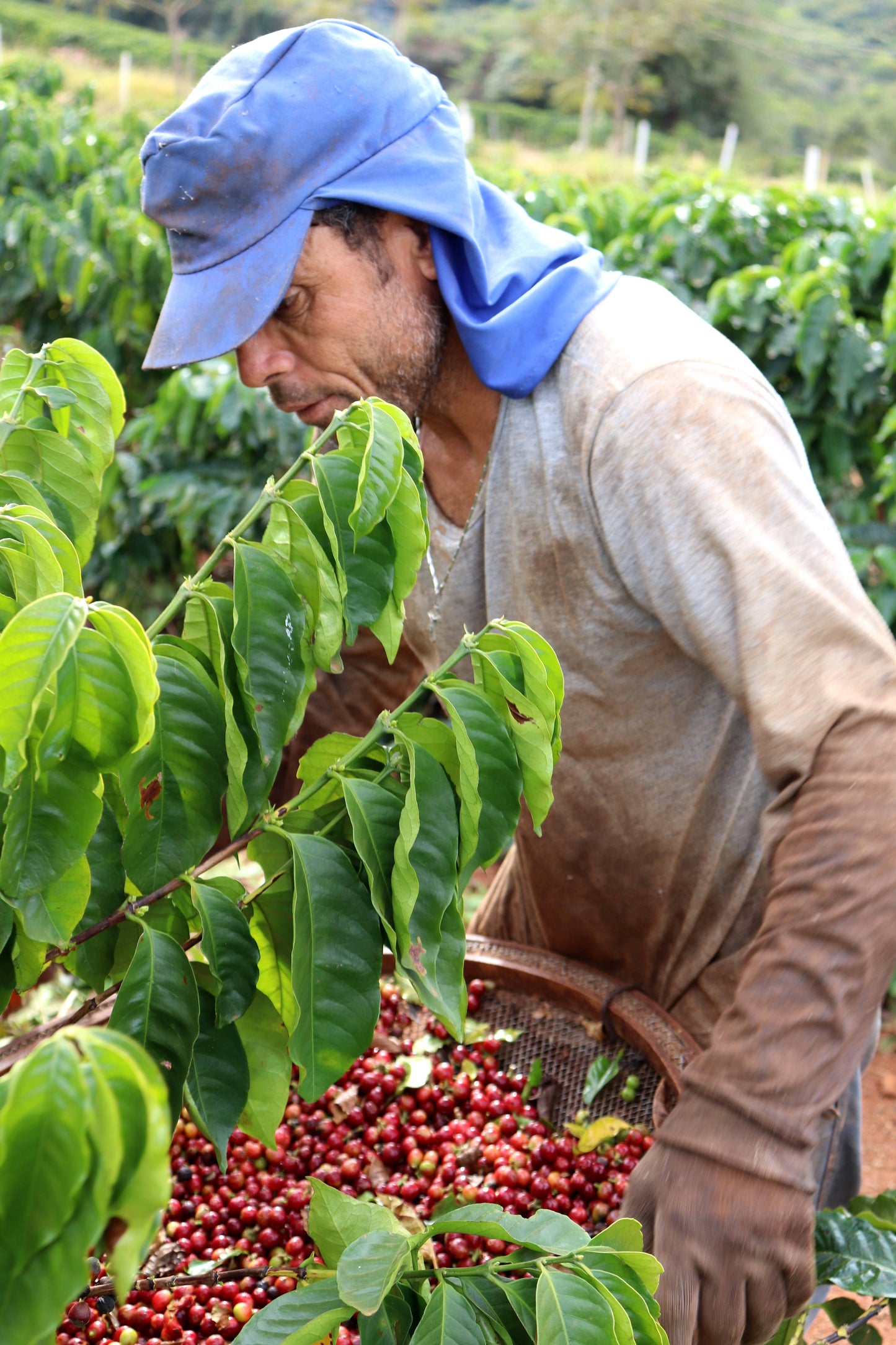 Coffee Sensory Journey - Fruits & Herbs Solutions(Workshop)